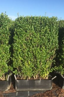 Ovalblättriger Liguster (150+ cm) Ready made Ovalblättriger Liguster (150+ cm) Ready made