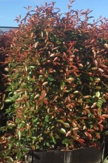 Glanzmispel (170 cm) Ready made Glanzmispel (170 cm) Ready made