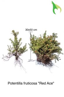 Fingerstrauch 'Red Ace' (30-50 cm) Bare root Fingerstrauch 'Red Ace' (30-50 cm) Bare root