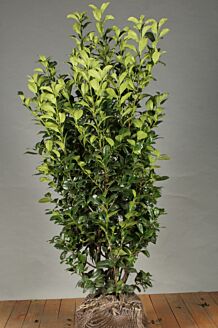 Kirschlorbeer 'Ani' (125-150 cm) Extra Qualtität Clod Kirschlorbeer 'Ani' (125-150 cm) Extra Qualtität Clod