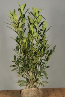Kirschlorbeer 'Caucasica' Wurzelballen 100-125 cm Extra Qualtität Wurzelballen