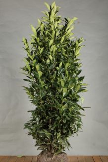 Kirschlorbeer 'Reynvaanii' (150-175 cm) Clod Kirschlorbeer 'Reynvaanii' (150-175 cm) Clod