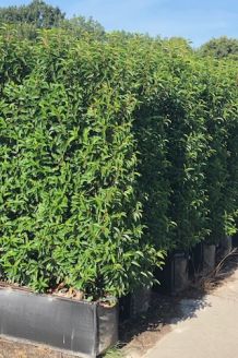 Portugiesischer Kirschlorbeer (140+ cm) Ready made Portugiesischer Kirschlorbeer (140+ cm) Ready made
