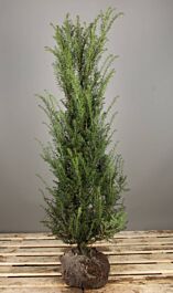 Europäische Eibe Wurzelballen 125150 cm HeckenpflanzenTotal