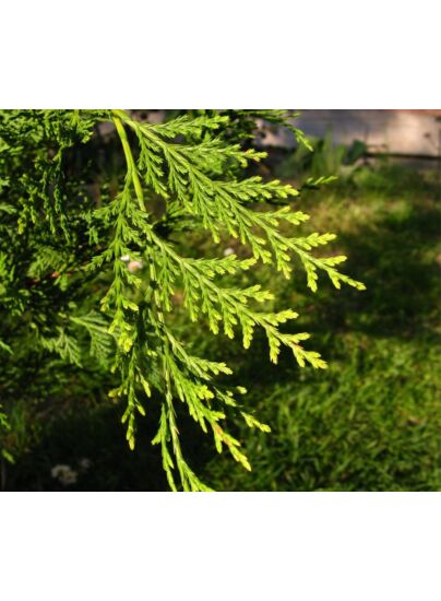 Zypressen-Spiralbaum, grün, 120cm