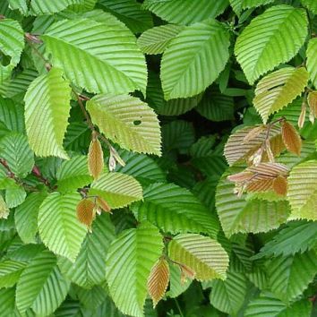 Hainbuchenhecke