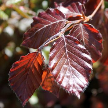 Blutbuchenhecke