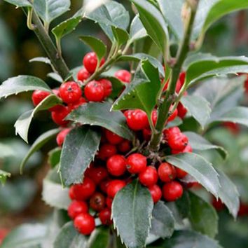 Stechpalme Ilex Heckenfee