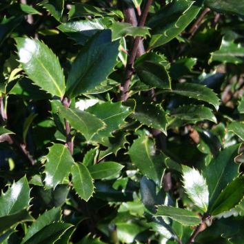 Stechpalme Ilex Heckenpracht