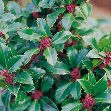 Stechpalme Ilex Heckenstar