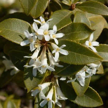 Frühlingsduftblüte