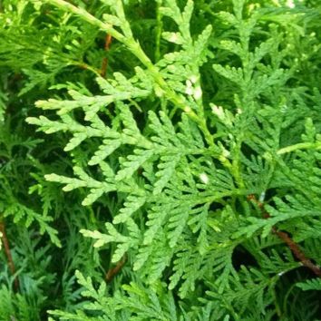 Lebensbaum Thuja Frisch Vom Feld