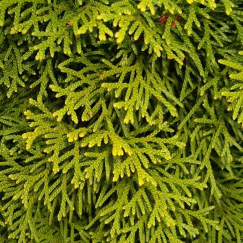 Lebensbaum Thuja Frisch Vom Feld