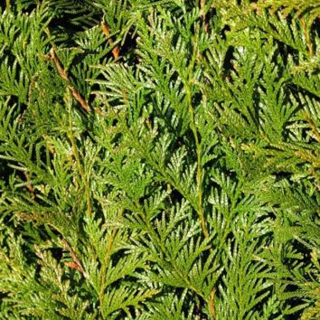 Lebensbaum Thuja Frisch Vom Feld
