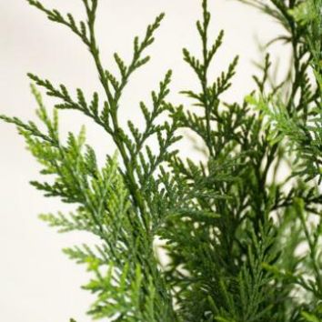 Lebensbaum Thuja Frisch Vom Feld