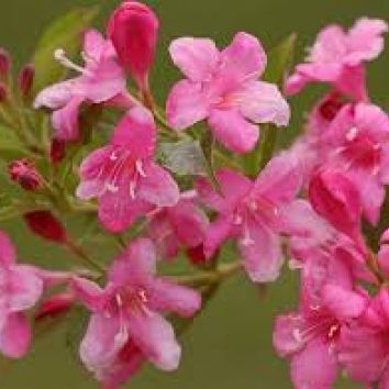 Weigelie Rosea
