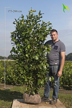 Großblättriger Kirschlorbeer Wurzelballen 175-200 cm Extra Qualität