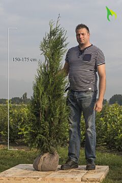 Lebensbaum 'Atrovirens' Wurzelballen 150-175 cm Extra Qualität