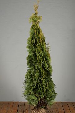 Lebensbaum-Smaragd-Wurzelballen-150-175