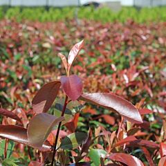 Glanzmispel ‘Red Robin‘ (Photinia fraseri ‘Red Robin‘)