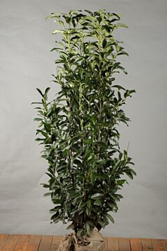 Kirschlorbeer 'Genolia' Wurzelballen 175-200 cm Extra Qualität