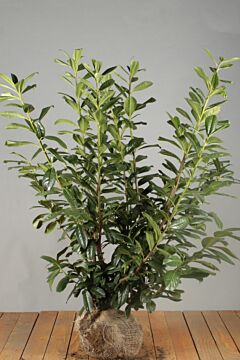 Kirschlorbeer 'Novita' Wurzelballen 100-125 cm Extra Qualität