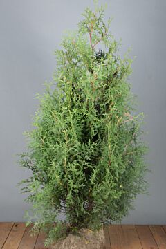 Lebensbaum 'Brabant' Wurzelballen 125-150 cm