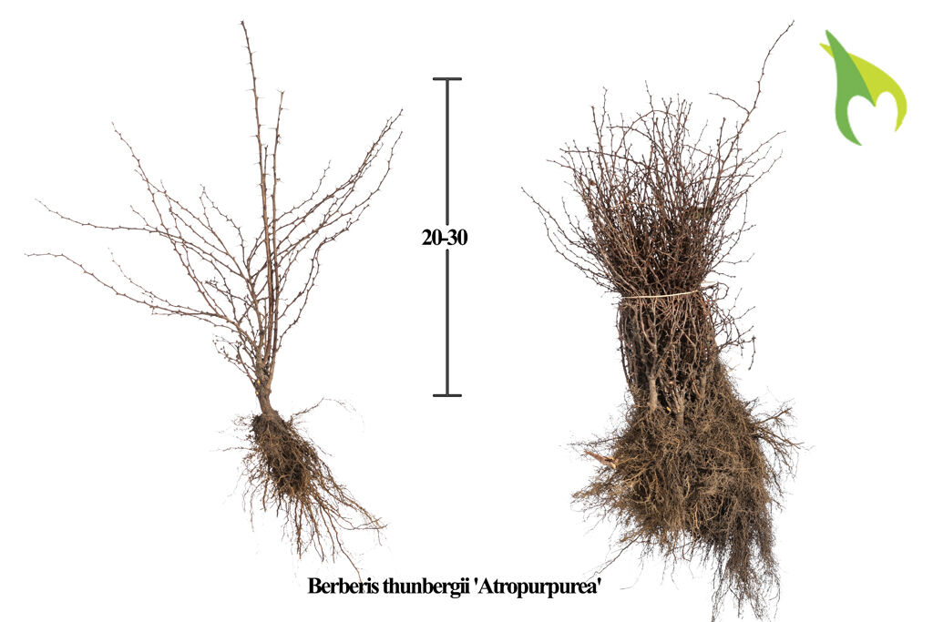 Blutberberitze (20-30 cm) Bare root Blutberberitze (20-30 cm) Bare root