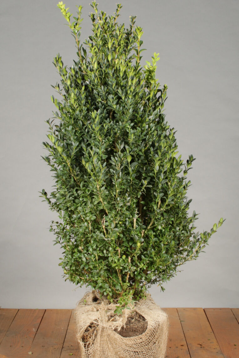 Buchsbaum (60-80 cm) Clod Buchsbaum (60-80 cm) Clod