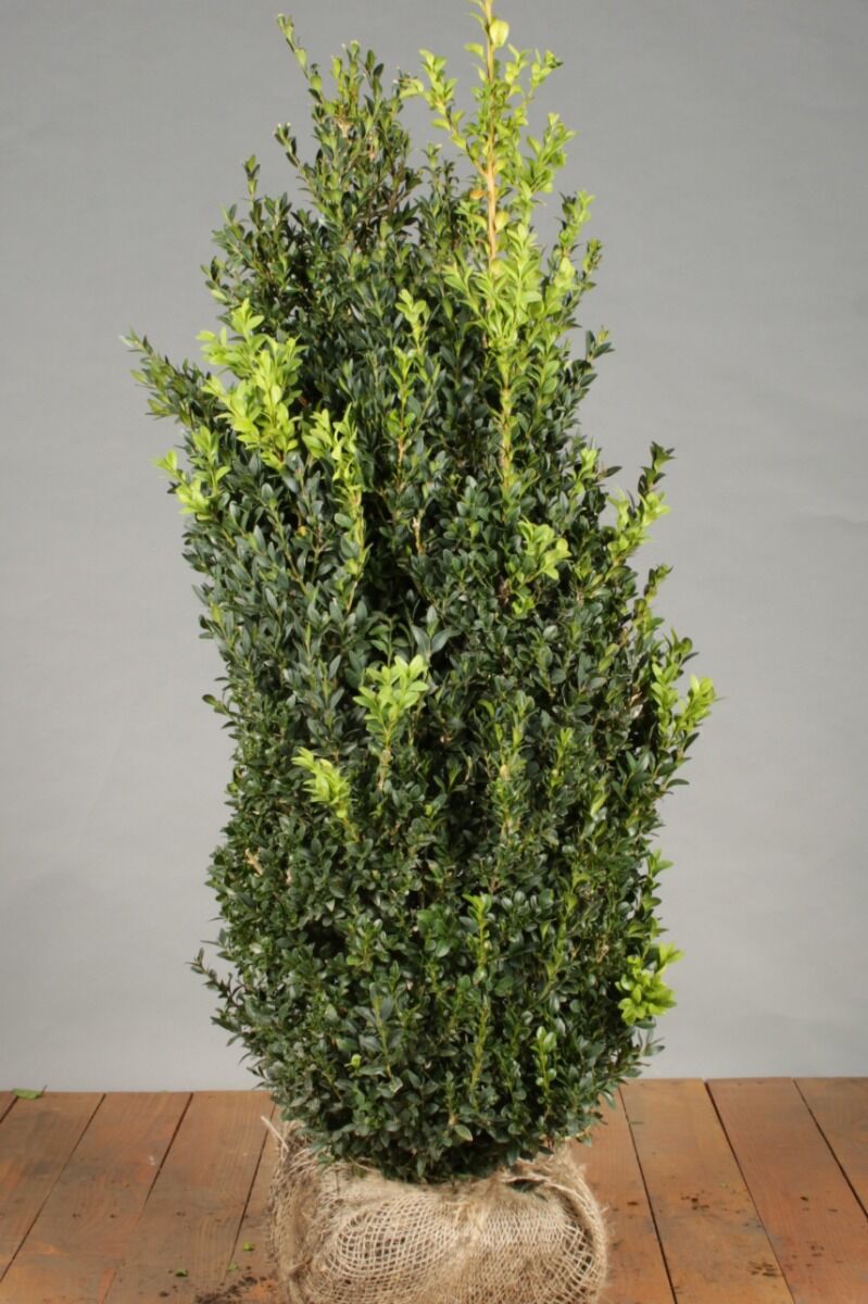 Buchsbaum (80-100 cm) Clod Buchsbaum (80-100 cm) Clod