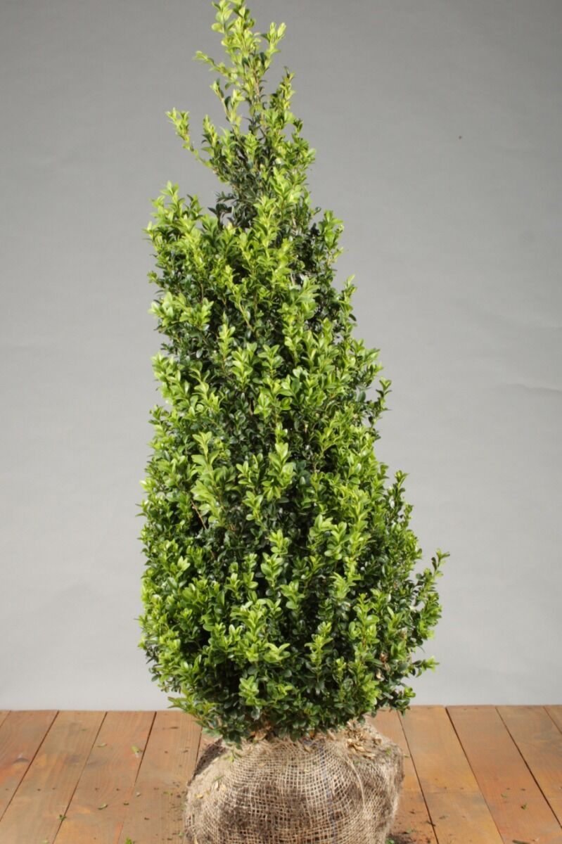 Buchsbaum (100-125 cm) Clod Buchsbaum (100-125 cm) Clod