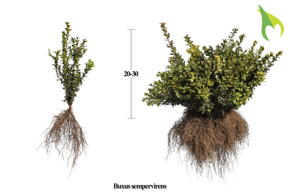 Buchsbaum (20-30 cm) Bare root Buchsbaum (20-30 cm) Bare root