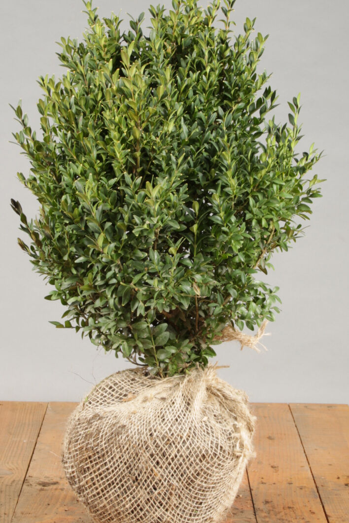Buchsbaum (40-50 cm) Clod Buchsbaum (40-50 cm) Clod