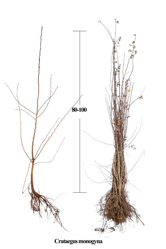 Eingriffeliger Weissdorn (80-100 cm) Bare root Eingriffeliger Weissdorn (80-100 cm) Bare root