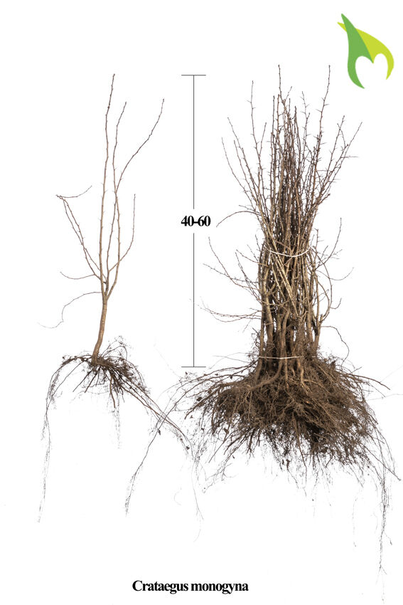 Eingriffeliger Weissdorn (40-60 cm) Bare root Eingriffeliger Weissdorn (40-60 cm) Bare root