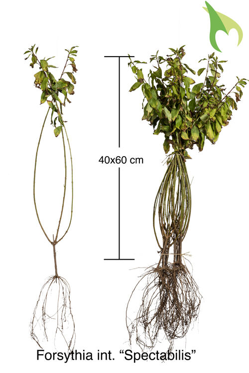 Forsythie 'Spectabilis' (40-60 cm) Bare root Forsythie 'Spectabilis' (40-60 cm) Bare root