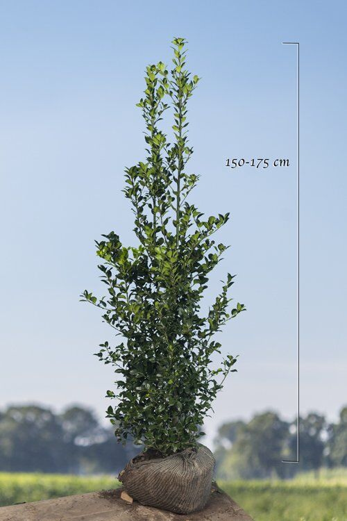 Stechplame Ilex 'Heckenfee' (150-175 cm) Clod Stechplame Ilex 'Heckenfee' (150-175 cm) Clod