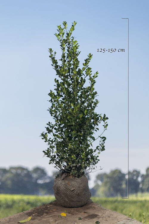 Stechplame Ilex 'Heckenfee' (125-150 cm) Clod Stechplame Ilex 'Heckenfee' (125-150 cm) Clod