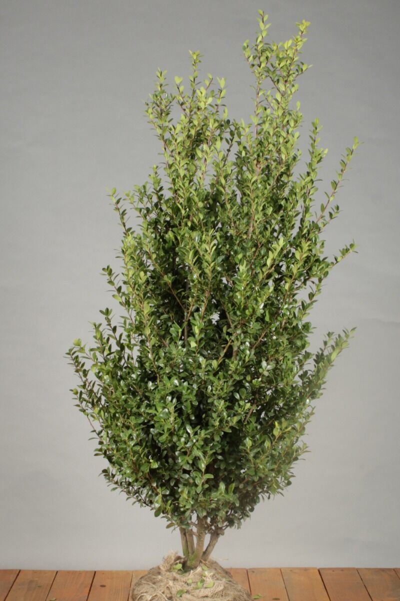 Japanische Stechpalme (100-125 cm) Clod Japanische Stechpalme (100-125 cm) Clod