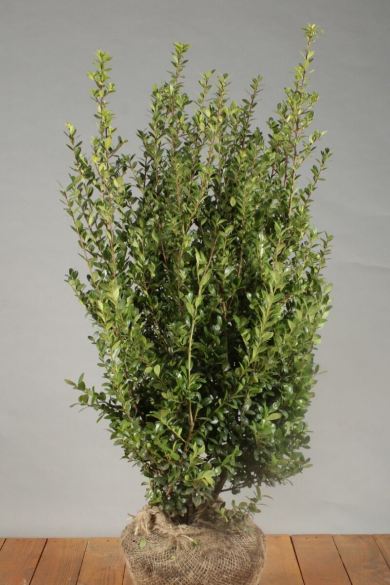 Japanische Stechpalme (80-100 cm) Clod Japanische Stechpalme (80-100 cm) Clod