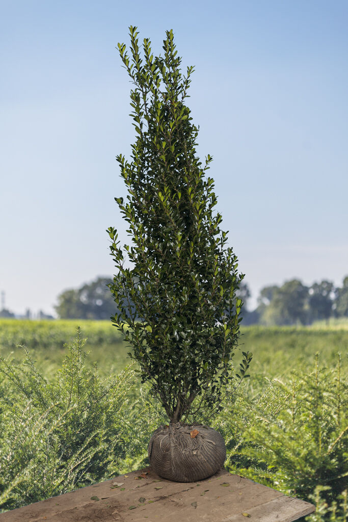 Stechplame Ilex 'Heckenpracht' (175-200 cm) Clod Stechplame Ilex 'Heckenpracht' (175-200 cm) Clod