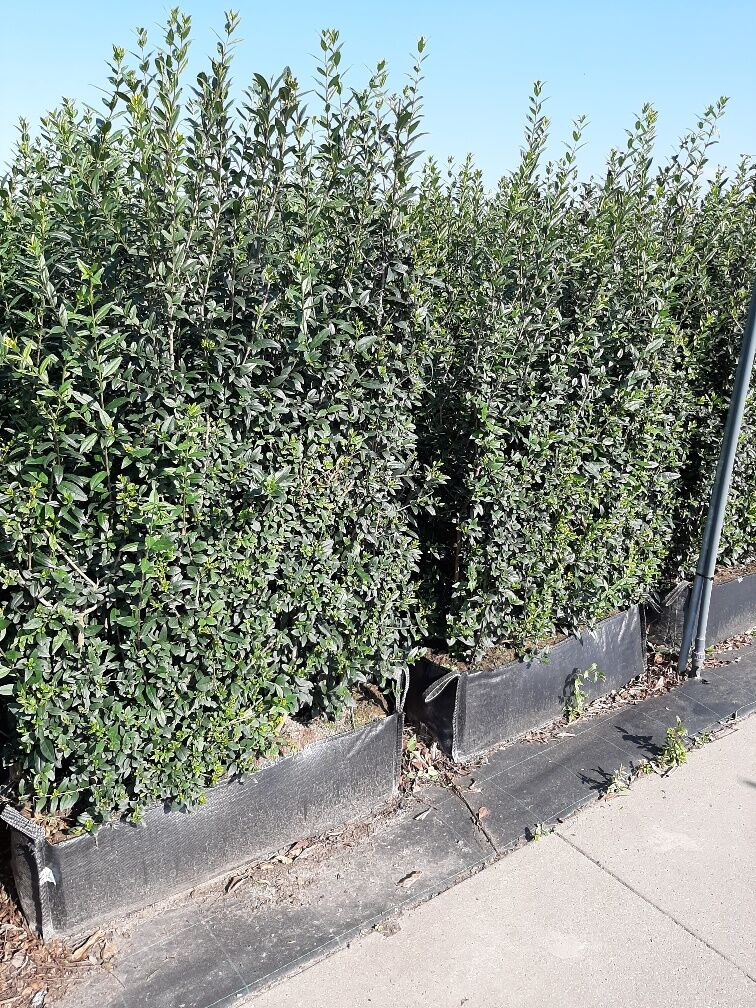 Wintergrüner Liguster Atrovirens (170+ cm) Ready made Wintergrüner Liguster Atrovirens (170+ cm) Ready made