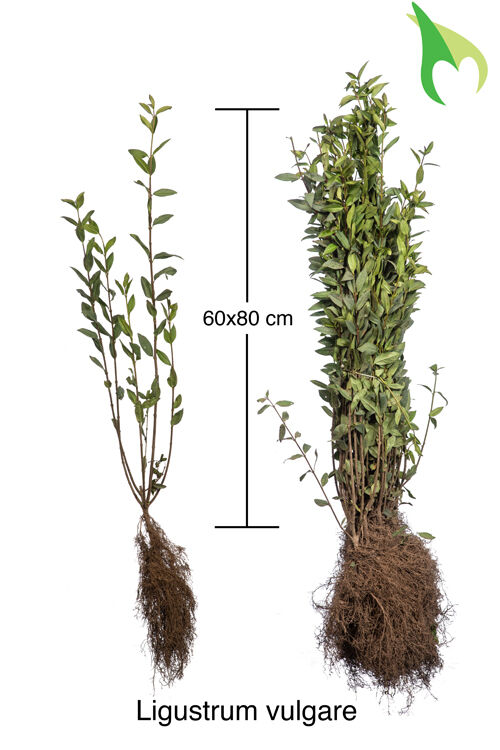 Gemeiner Liguster (60-80 cm) Bare root Gemeiner Liguster (60-80 cm) Bare root