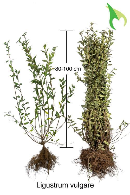 Gemeiner Liguster (80-100 cm) Bare root Gemeiner Liguster (80-100 cm) Bare root