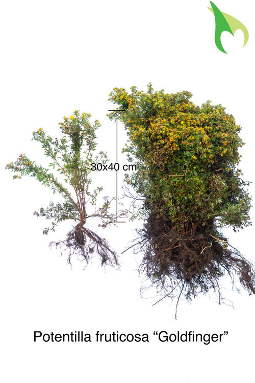 Fingerstrauch 'Goldfinger' (30-50 cm) Bare root Fingerstrauch 'Goldfinger' (30-50 cm) Bare root
