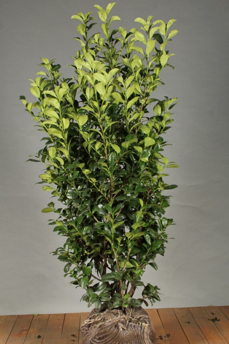 Kirschlorbeer 'Ani' (125-150 cm) Extra Qualtität Clod Kirschlorbeer 'Ani' (125-150 cm) Extra Qualtität Clod