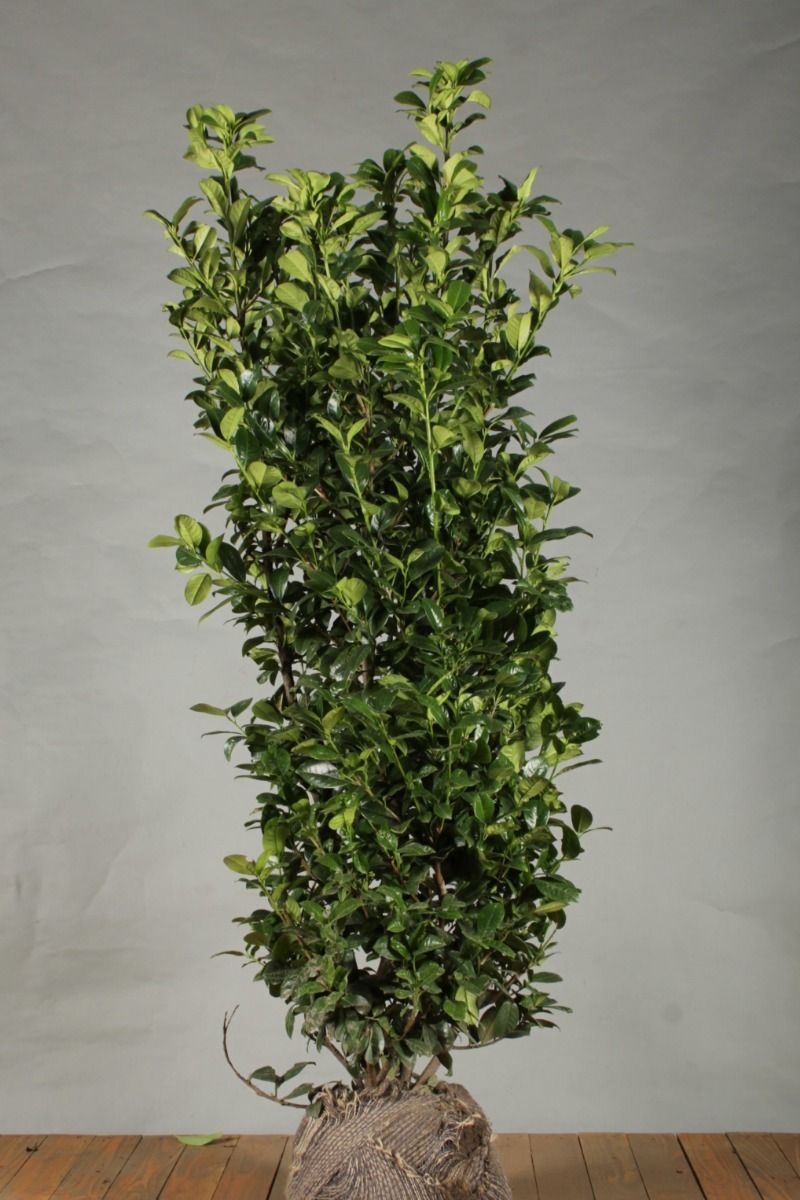 Kirschlorbeer 'Ani' (150 -175 cm) Extra Qualtität Clod Kirschlorbeer 'Ani' (150 -175 cm) Extra Qualtität Clod