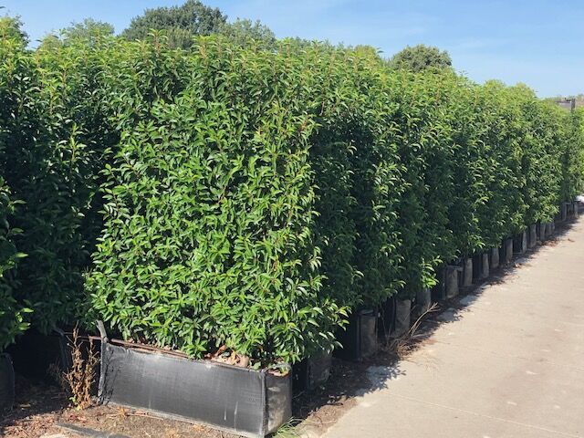 Portugiesischer Kirschlorbeer (150+ cm) Ready made Portugiesischer Kirschlorbeer (150+ cm) Ready made