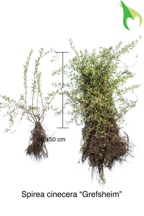 Frühe Brautspiere, Weiße Rispenspiere 'Grefsheim' (40-50 cm) Bare root Frühe Brautspiere, Weiße Rispenspiere 'Grefsheim' (40-50 cm) Bare root