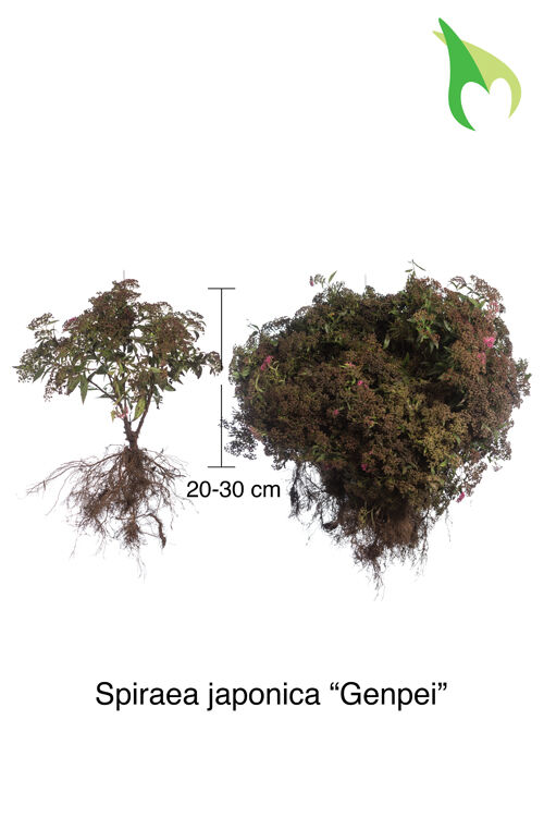 Sommerspiere 'Genpei' (20-30 cm) Bare root Sommerspiere 'Genpei' (20-30 cm) Bare root